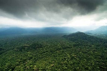 Foret amazonienne en Guyane